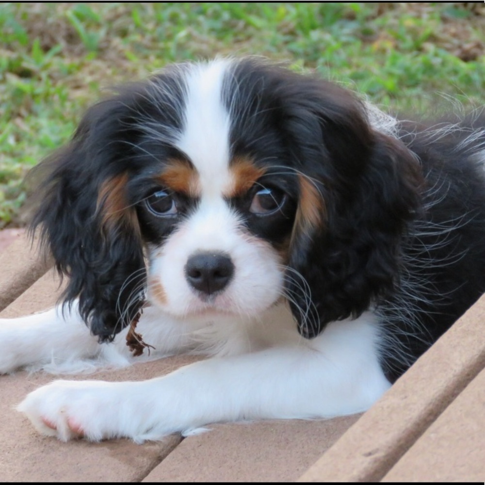 🐾 Meet your Posh Ambassador, Kim 🐾